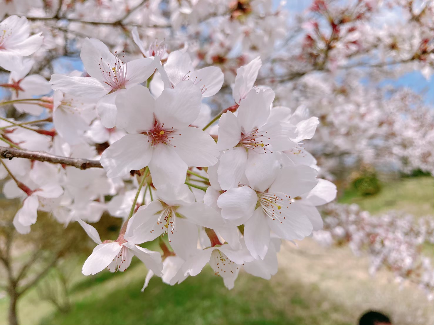 桜シーズン2023】豊岡市桜スポット７選｜カメラ片手に桜咲く絶景へ |
