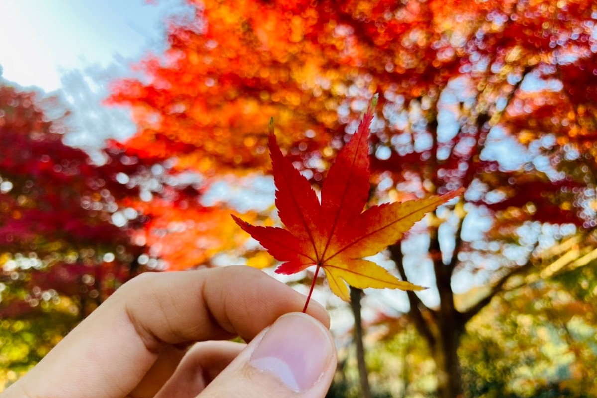 紅葉の秋】豊岡市で楽しめる紅葉スポットをご紹介 | 豊岡市観光公式サイト