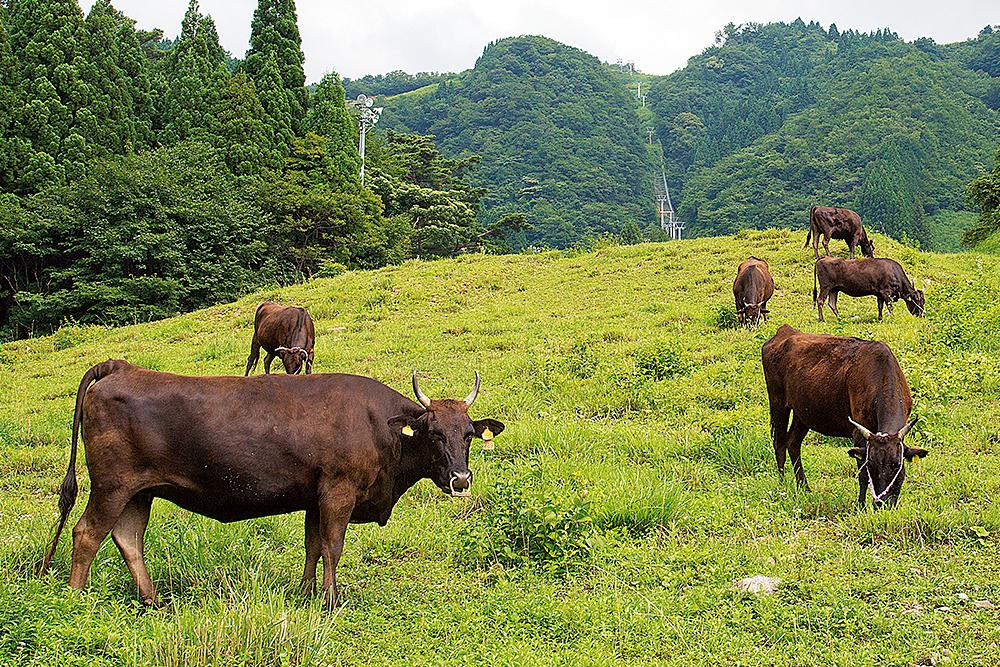 ブランド和牛のルーツは但馬にあり！【但馬牛】 | 豊岡市観光公式サイト