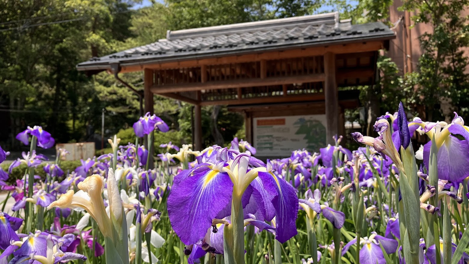 ６月の城崎温泉は「あやめ月間」