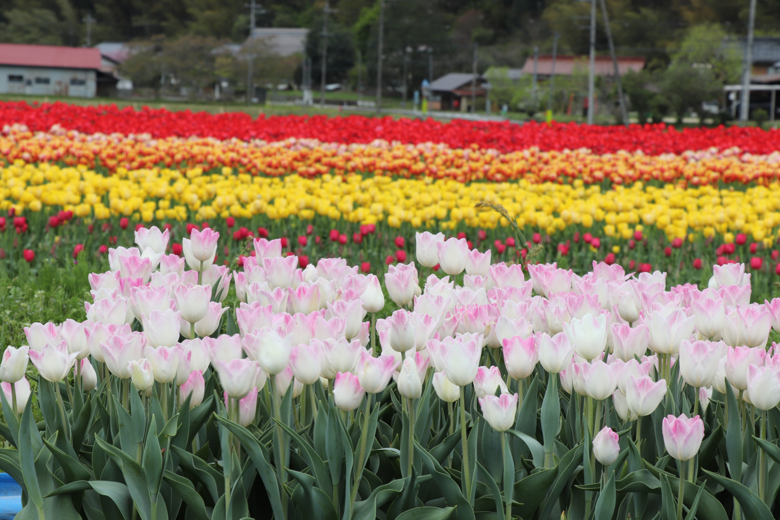 2026年4月中旬 豊岡市但東チューリップまつり